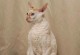 明星养猫的品种选择与特点（明星宠爱的猫咪伴侣及其魅力）