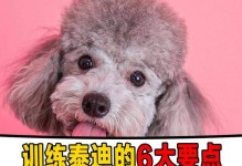 如何训练泰迪犬拿报纸？（以宠物为主，教你训练泰迪犬拿报纸的方法！）